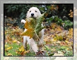 Li, Klonu, Golden Retriever